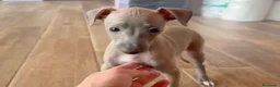 Pequeño Lebrel Italiano perros en venta: Galgo lebrel italiano - Anuncio 4