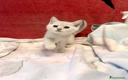 Británico de Pelo Corto gatos en venta: British Silver Shaded Negro - Imagen 4