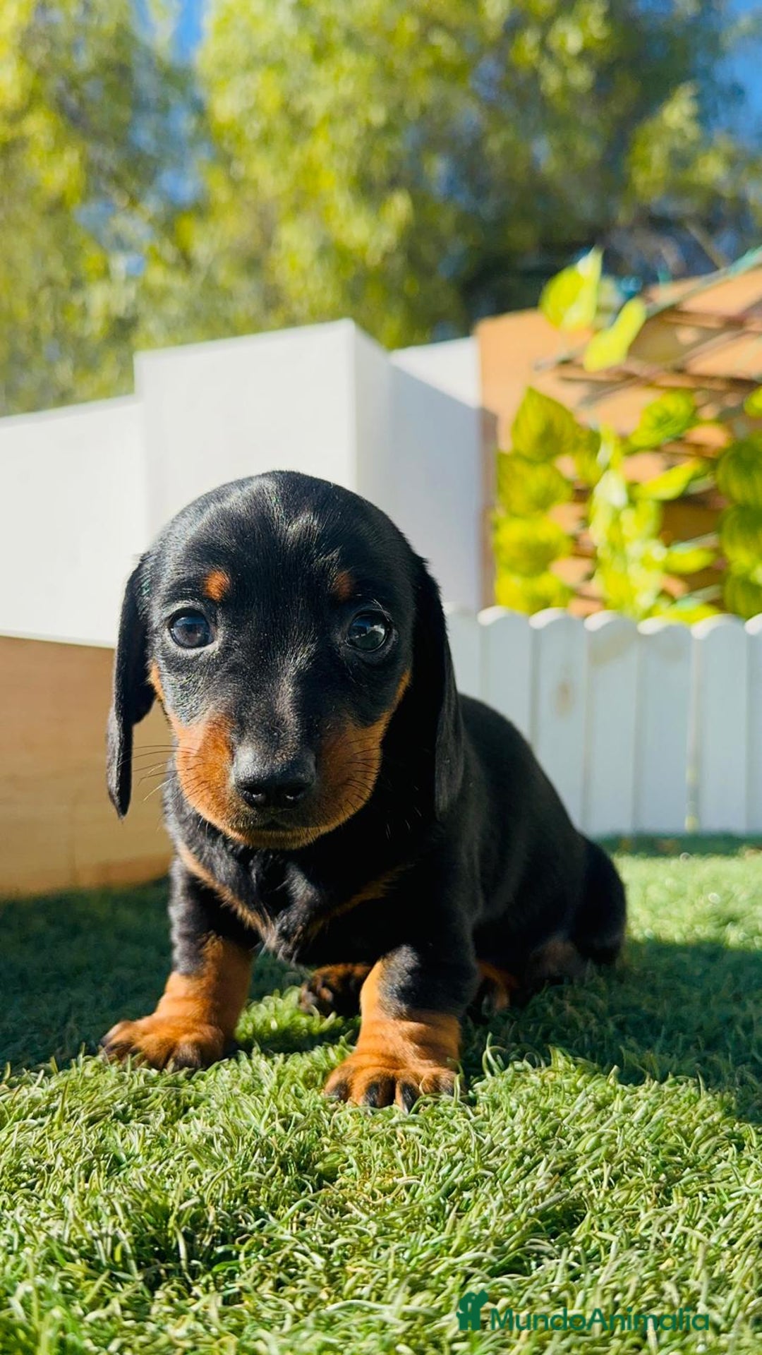 Teckel Miniatura perros en venta: TECKEL MINIATURA - Anuncio 34