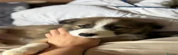 Border Collie perros en venta: Bordér collie última hembra!! - Anuncio 1