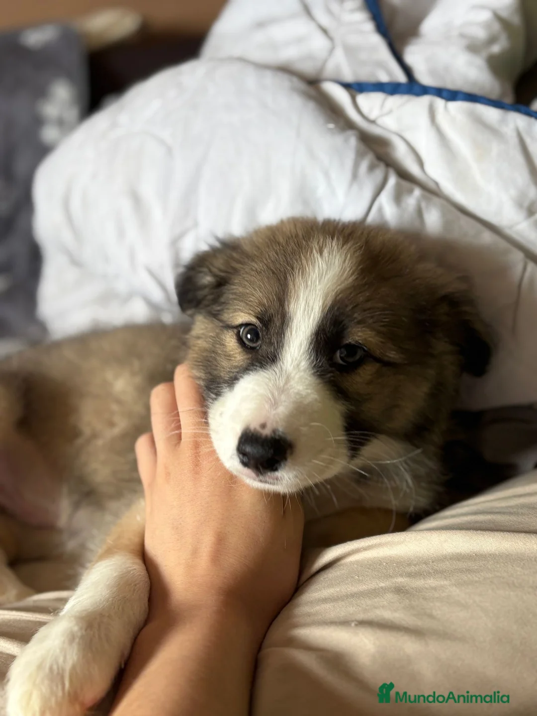 Border Collie perros en venta: Bordér collie última hembra!! - Anuncio 1