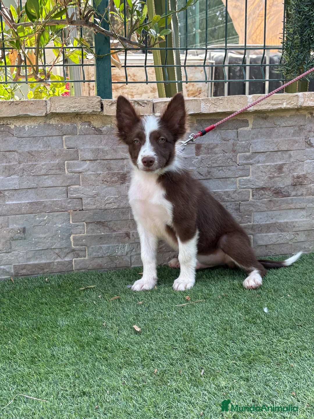 Border Collie perros en venta: Cachorro Border collie  - Anuncio 2