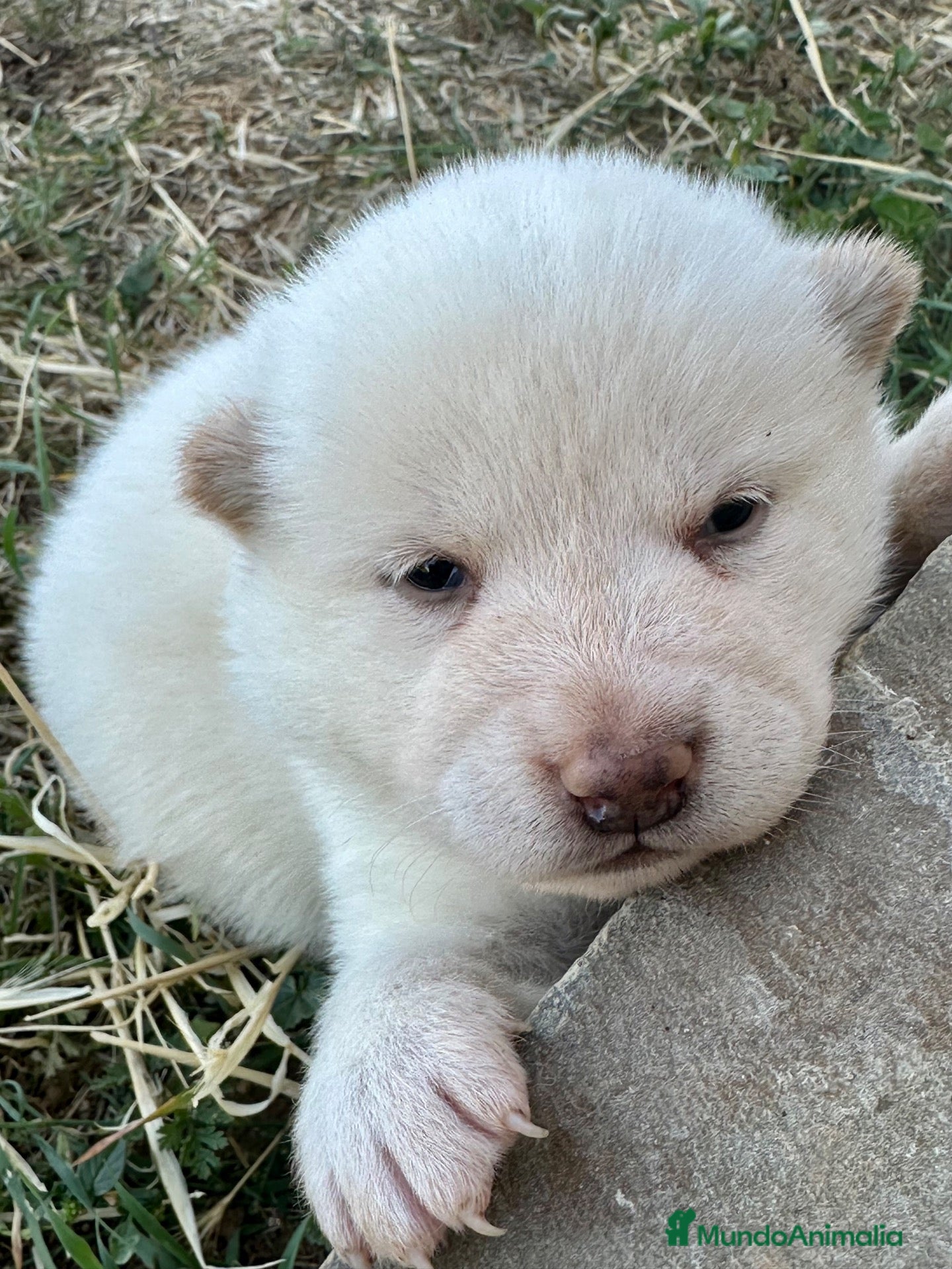 Shiba Inu perros Shiba Inu - Anuncio 1