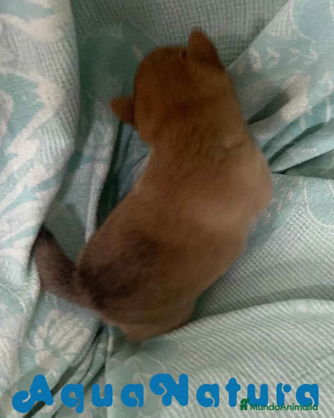 Shiba Inu perros en venta: Shiba Inu Hembra de Melani y Silvio AQUANATURA - Anuncio 7