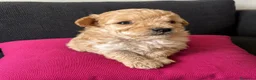 Maltipoo perros en venta: MALTIPOO F2 - Anuncio 4