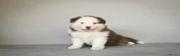 Pastor Australiano perros en venta: Cachorros Pastor Australiano - Anuncio 9