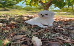 Bichón Maltés perros en venta: Bichon Maltés Toy macho disponible  - Imagen 1