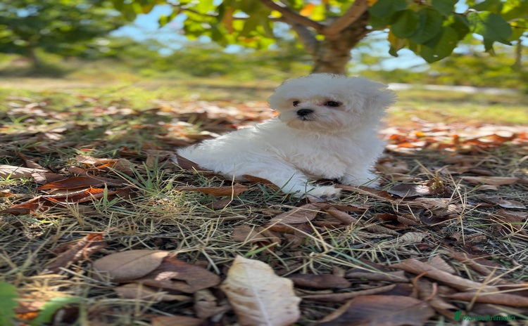Bichón Maltés perros - Anuncio 4