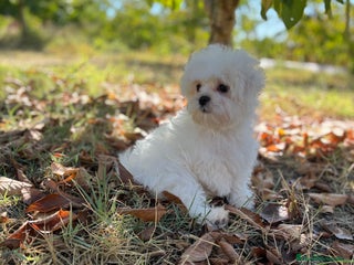 Bichón Maltés perros - Anuncio 30