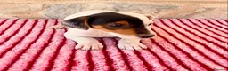 Jack Russell Terrier perros en venta: Jack Russell Terrier macho  - Anuncio 4