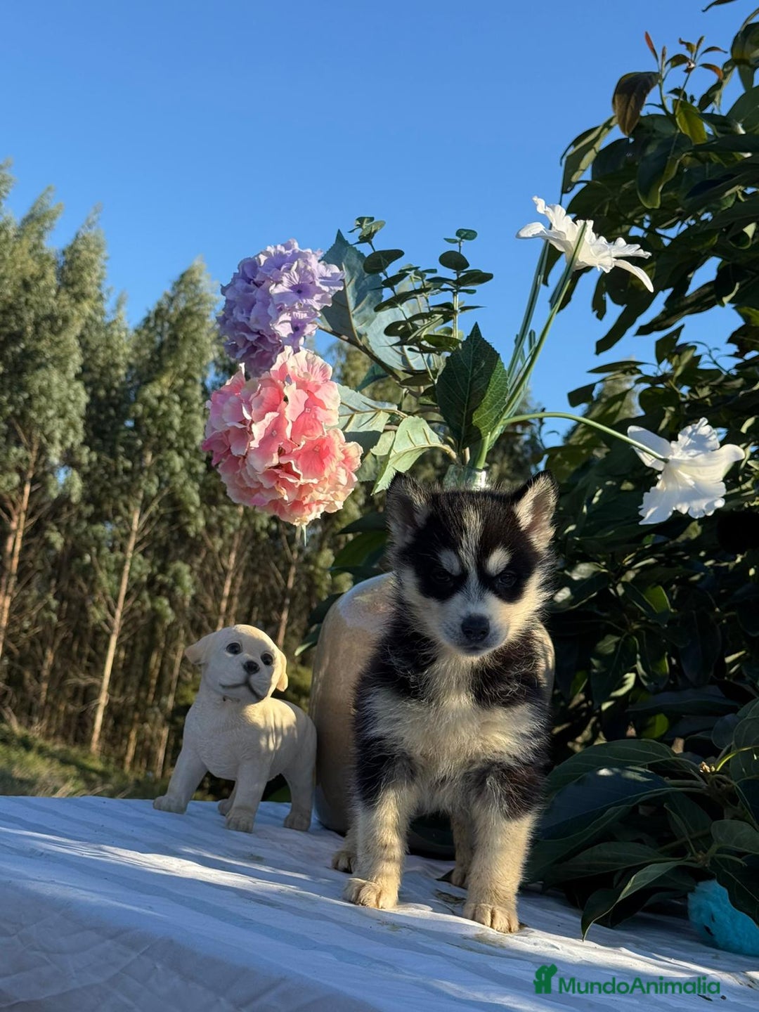 Husky Siberiano perros en venta: Husky hembra  - Anuncio 1