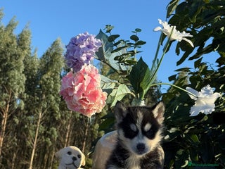 Husky Siberiano perros Husky hembra - Anuncio 1