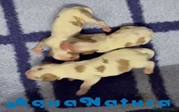 Cavalier King Charles Spaniel perros en venta: Camada Cavalier King de Moly y Nanu - AQUANATURA en Barcelona - Imagen 3
