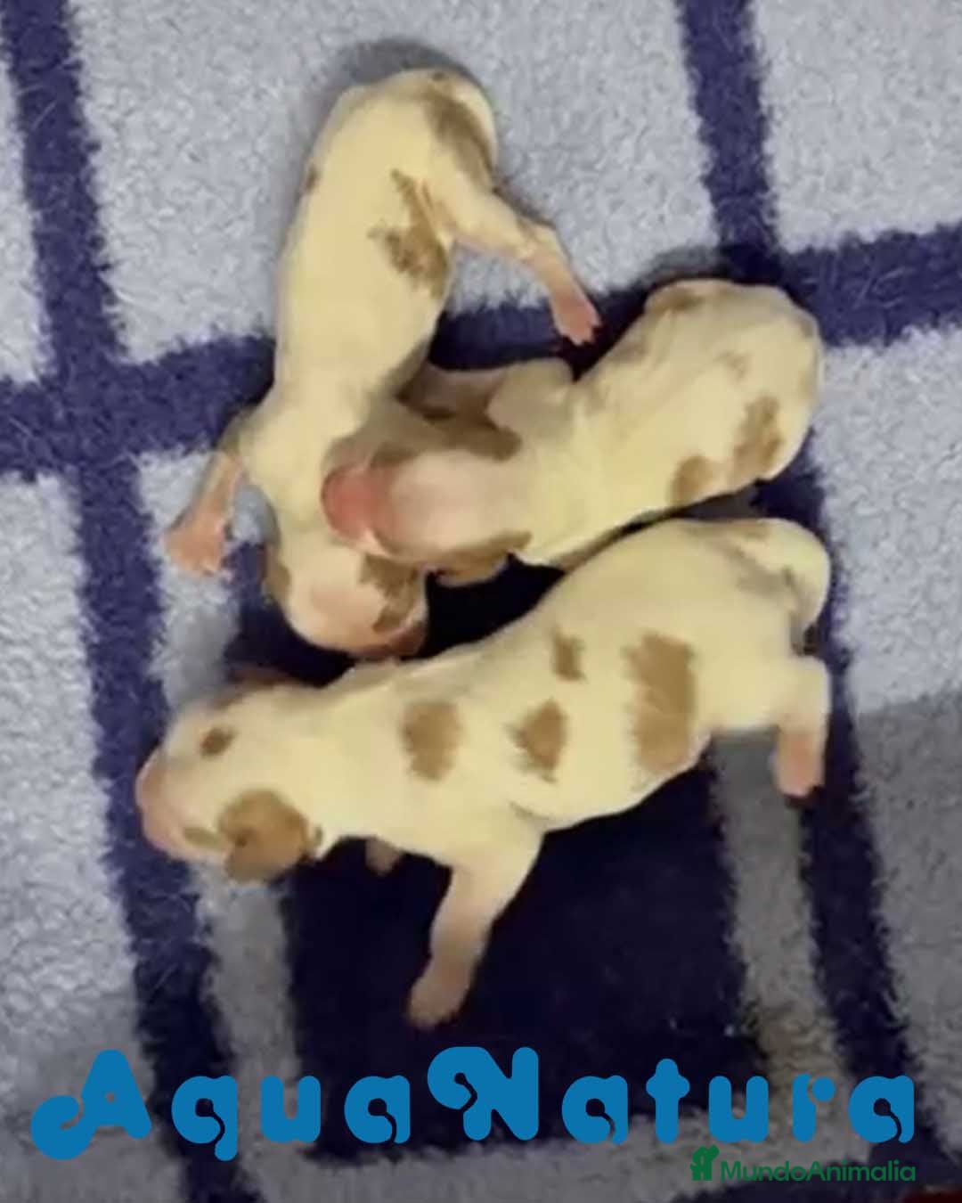 Cavalier King Charles Spaniel perros en venta: Camada Cavalier King de Moly y Nanu - AQUANATURA en Barcelona - Imagen 3