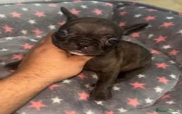 Bulldog Francés perros en venta: Bulldog francés - Imagen 2