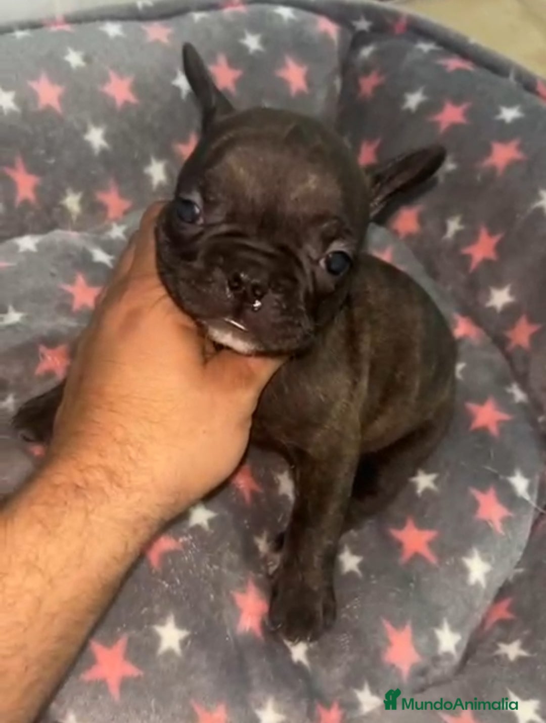 Bulldog Francés perros en venta: Bulldog francés - Imagen 2