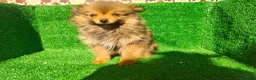 Pomerania perros en venta: Pomerania  - Anuncio 11