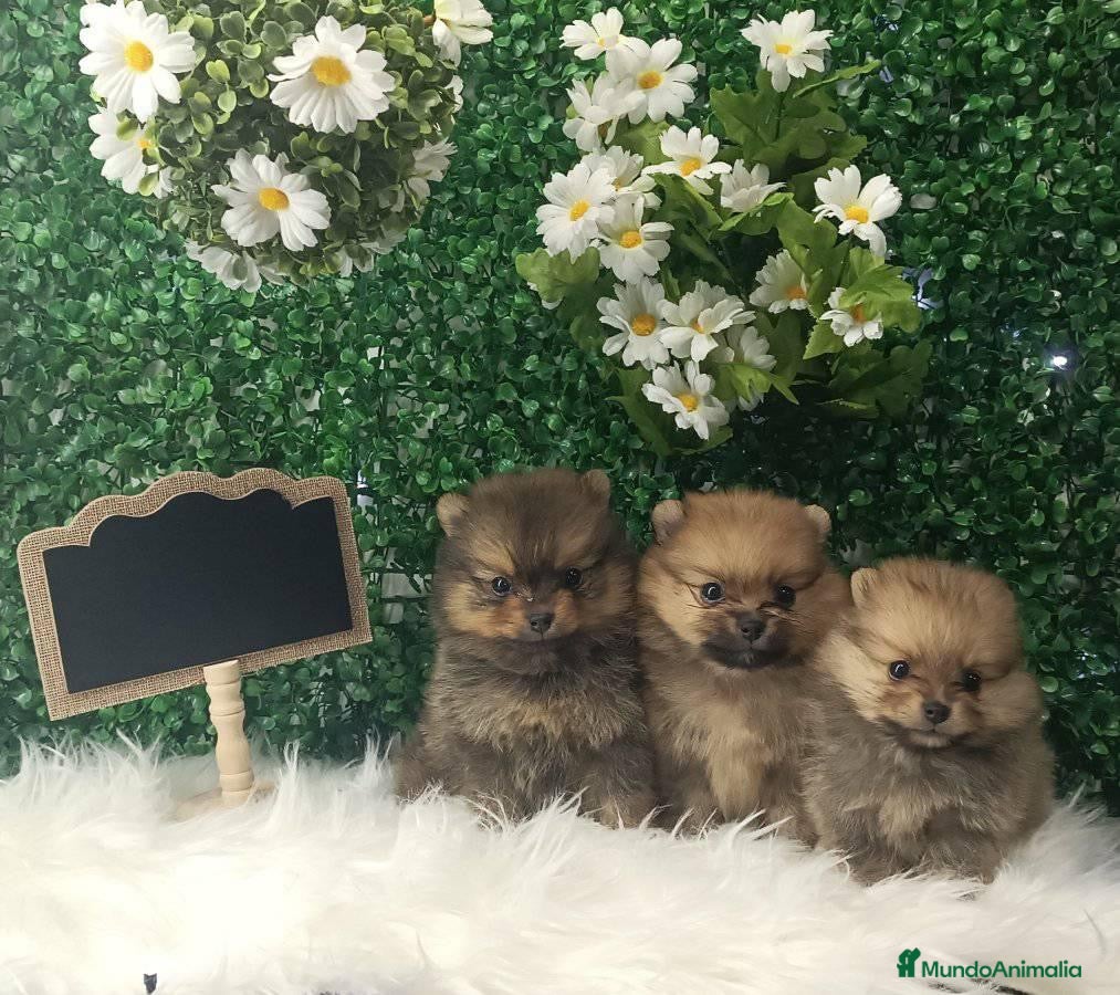 Pomerania perros POMERANIA MINI TOY  - Anuncio 2