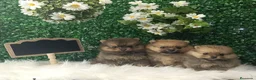 Pomerania perros en venta: POMERANIA MINI TOY  - Anuncio 1