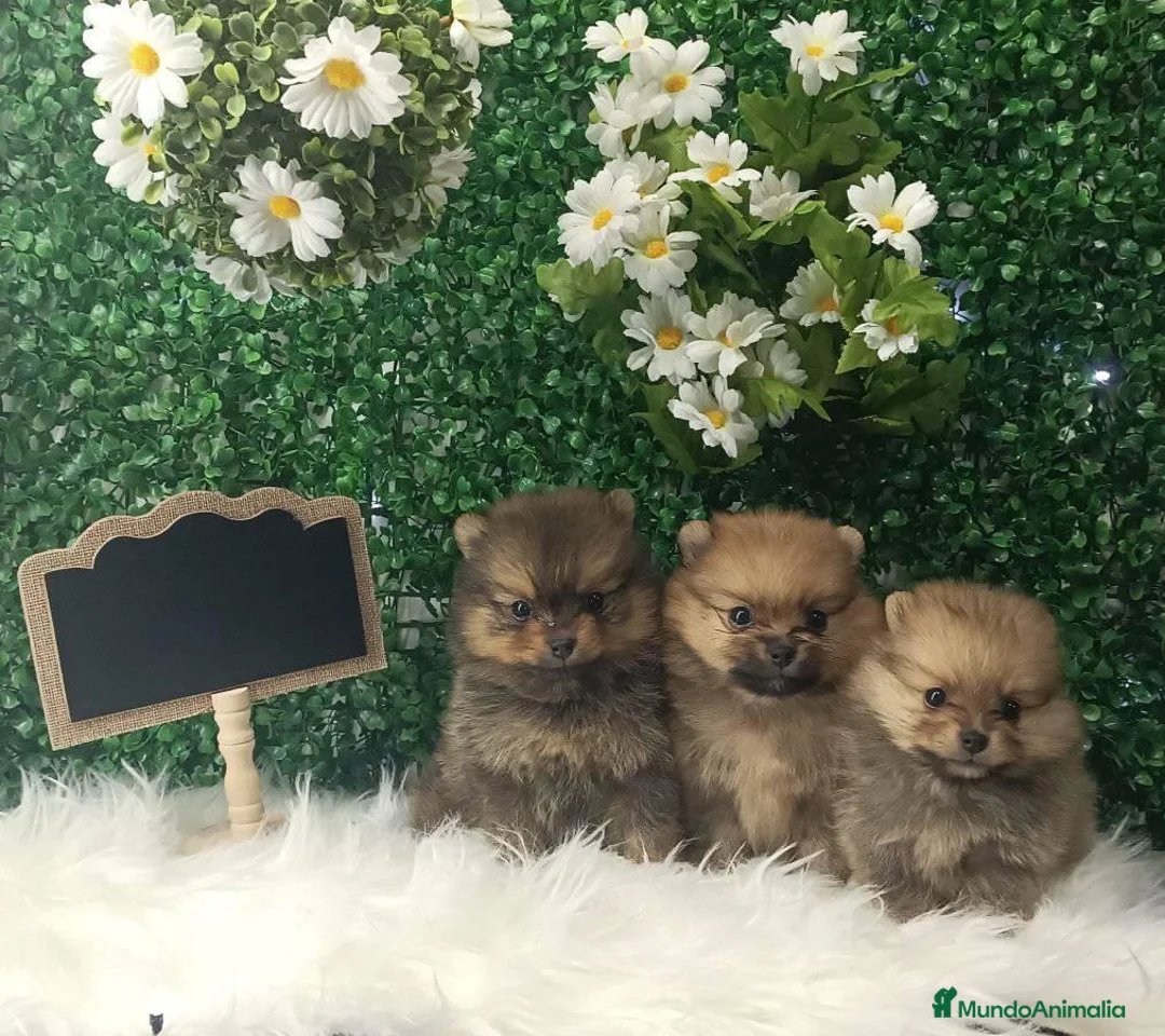 Pomerania perros en venta: POMERANIA MINI TOY  - Anuncio 1