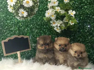 Pomerania perros POMERANIA MINI TOY - Anuncio 4
