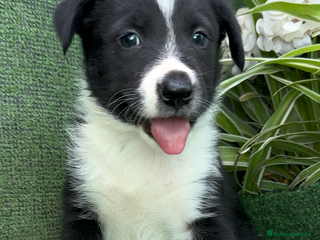 Border Collie perros - Anuncio 3