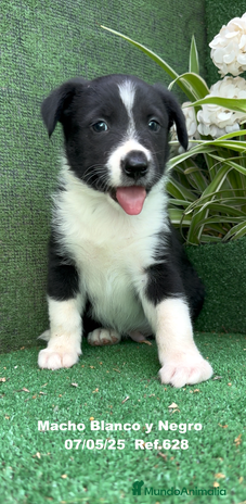 Border Collie perros - Anuncio 3