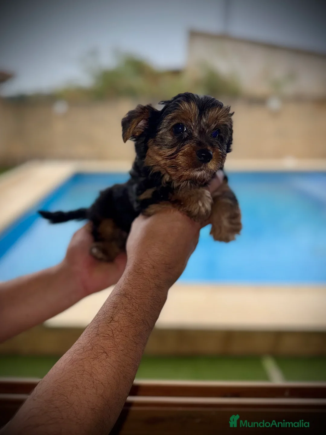 Yorkshire Terrier perros en venta: Yorkshire mini - Anuncio 8