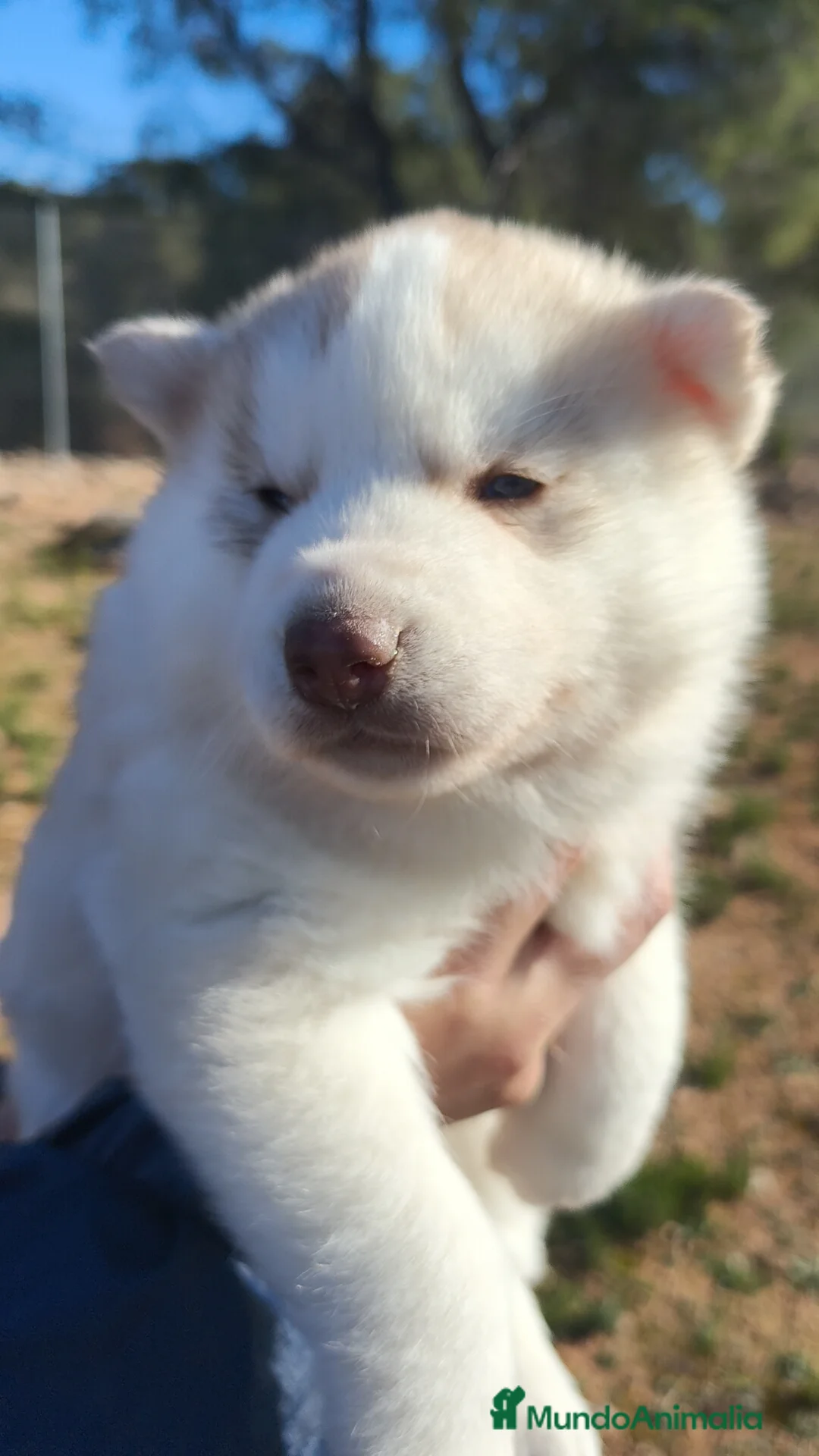 Husky Siberiano perros en venta: Husky SIBERIANO Macho y Hembra  - Anuncio 3