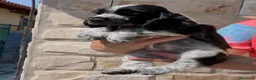 Cocker Spaniel Inglés perros en venta: Preciosos cachorros cocker inglés  - Anuncio 5