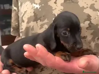 Teckel perros Teckel macho - Anuncio 2