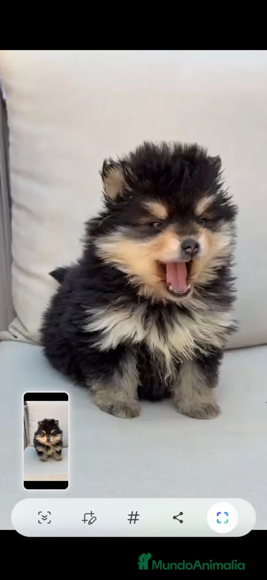 Raza Mixta perros en venta: Pomsky - Anuncio 2
