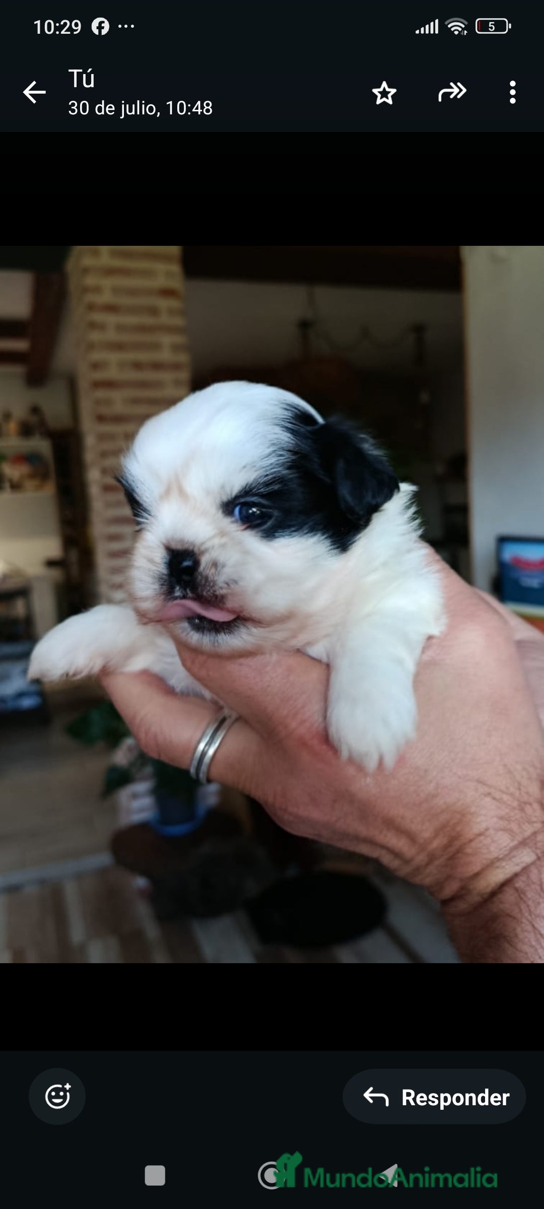 Shih Tzu perros en venta: Shih tzhu - Anuncio 6