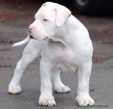 American Pit Bull Terrier perros AMERICAN PITBULL CRIADERO PROFESIONAL en Sevilla - Anuncio 2