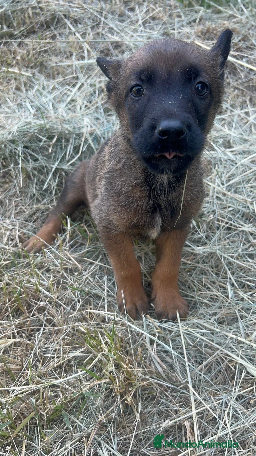 Pastor Belga Malinois perros en venta: Pastor belga  - Anuncio 5
