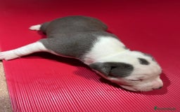 American Pit Bull Terrier perros en venta: camada American Pitbull Terrier  - Imagen 13