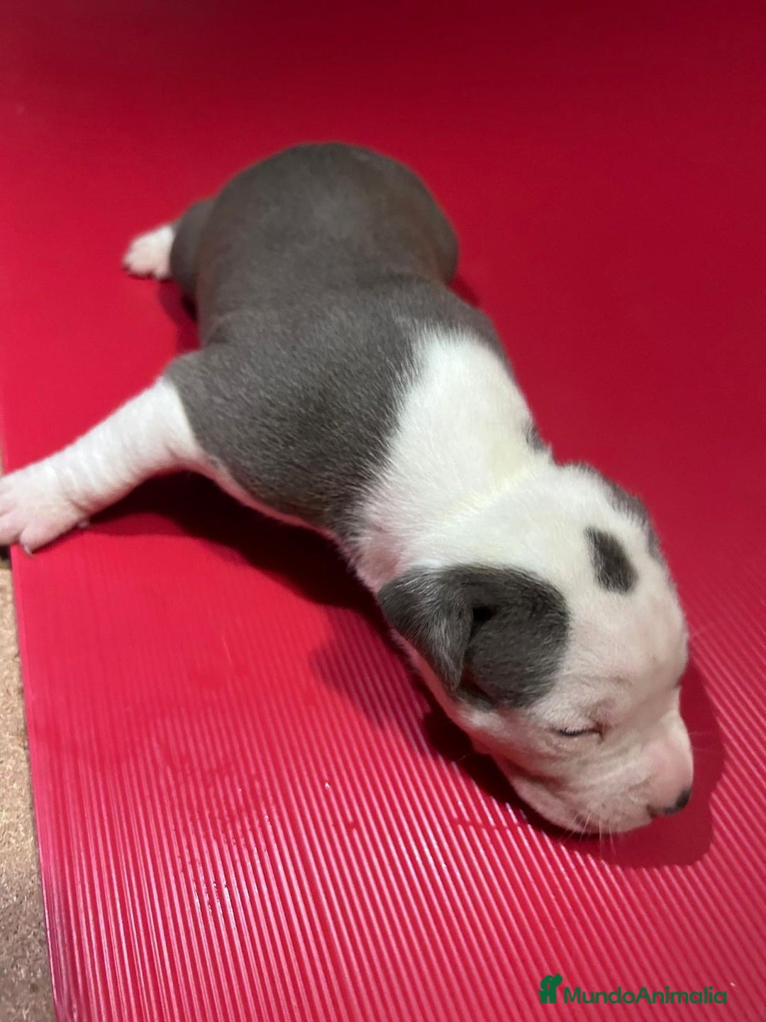 American Pit Bull Terrier perros en venta: camada American Pitbull Terrier  - Imagen 13