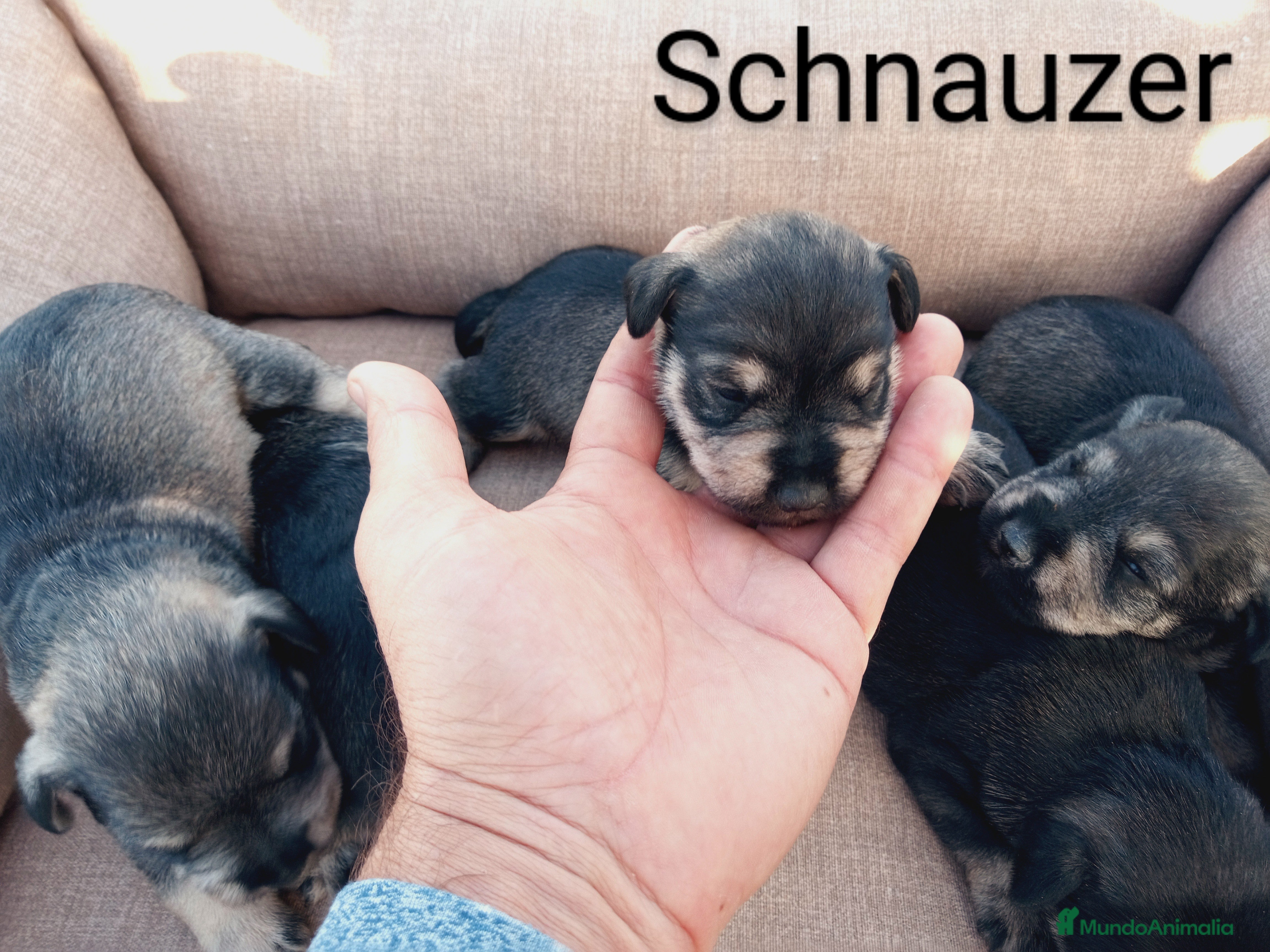 Schnauzer Miniatura perros Schnauzer Mini  en Almería - Anuncio 2