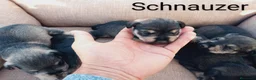 Schnauzer Miniatura perros en venta: Schnauzer Mini  en Almería - Anuncio 2