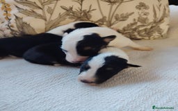 Border Collie perros en venta: Cachorros border collie - Imagen 1