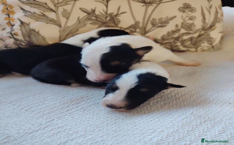 Border Collie perros - Propaganda 1