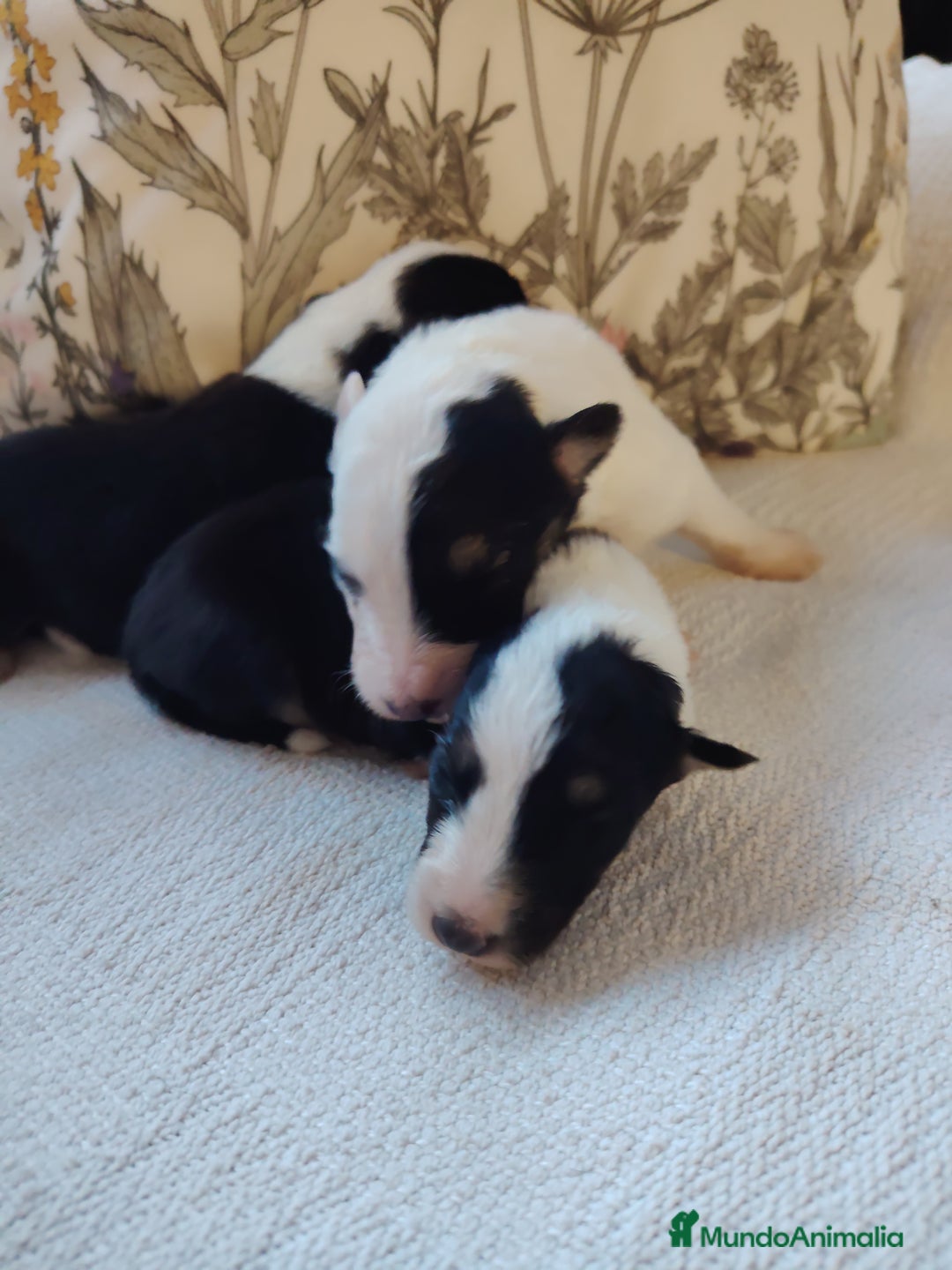 Border Collie perros en venta: Cachorros border collie - Imagen 1