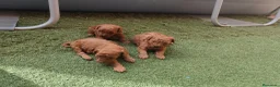 Caniche Toy perros en venta: Cachorros de caniche Toy rojos en Zaragoza - Anuncio 10