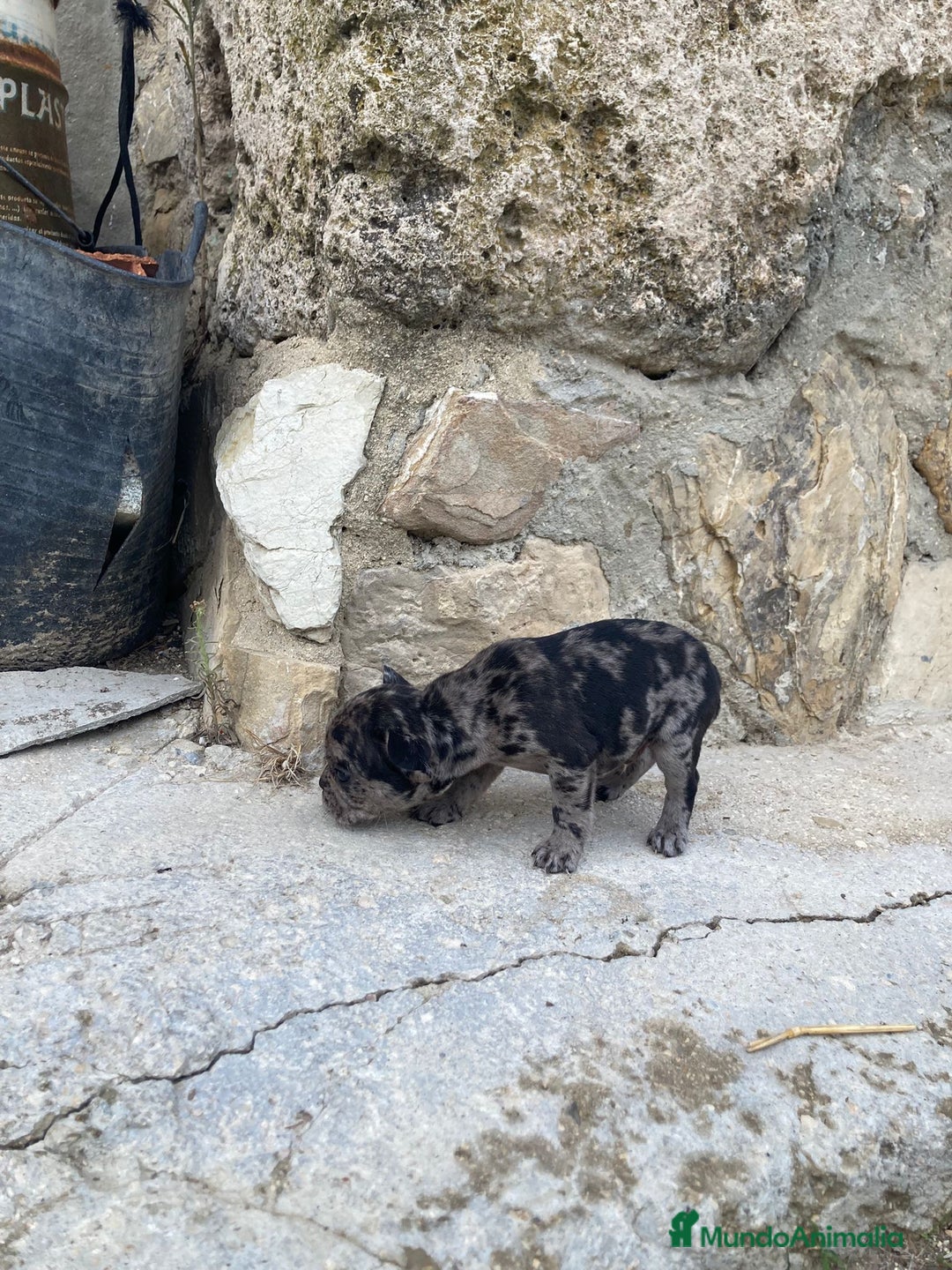 Bulldog Francés perros en venta: Bulldog frances - Imagen 6