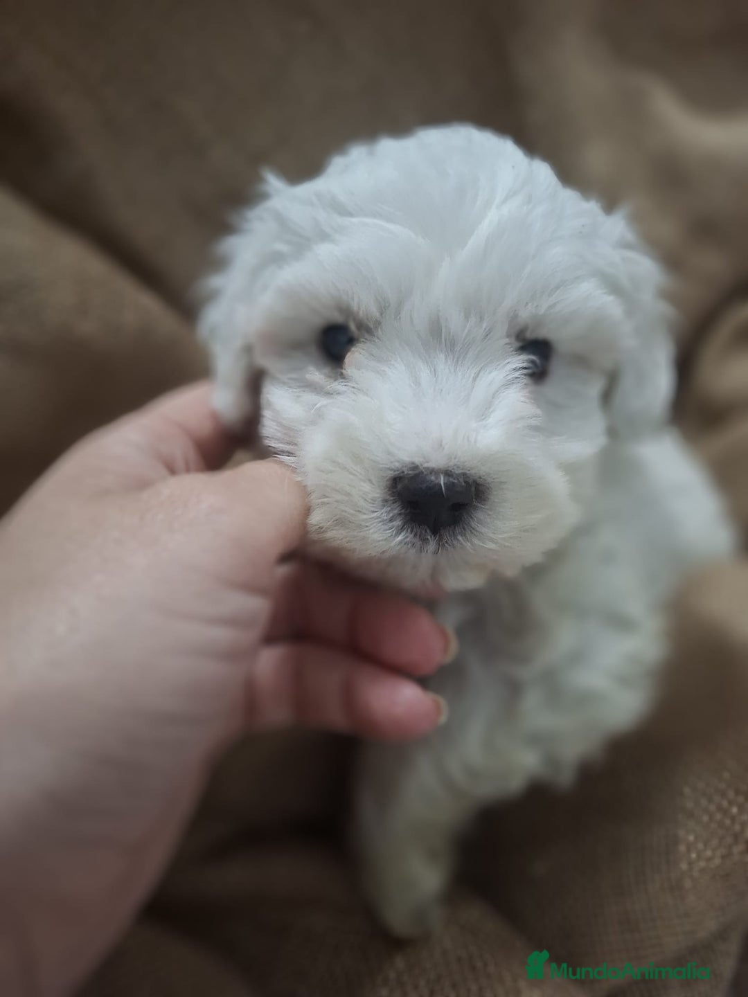 Bichón Maltés perros en venta: BICHON MALTÉS CACHORRO - Anuncio 1