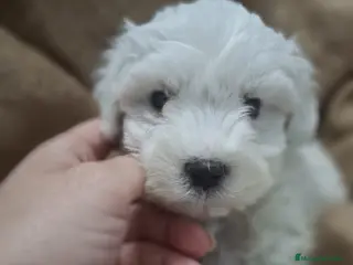Bichón Maltés perros BICHON MALTÉS CACHORRO - Anuncio 15