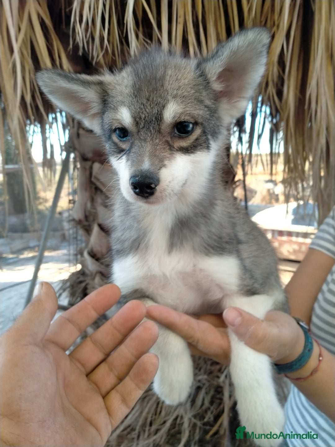 Pomsky perros en venta: Pomskys  - Anuncio 2