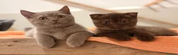 Británico de Pelo Corto gatos en venta: British Shorthair Azul y Lilac  - Anuncio 3