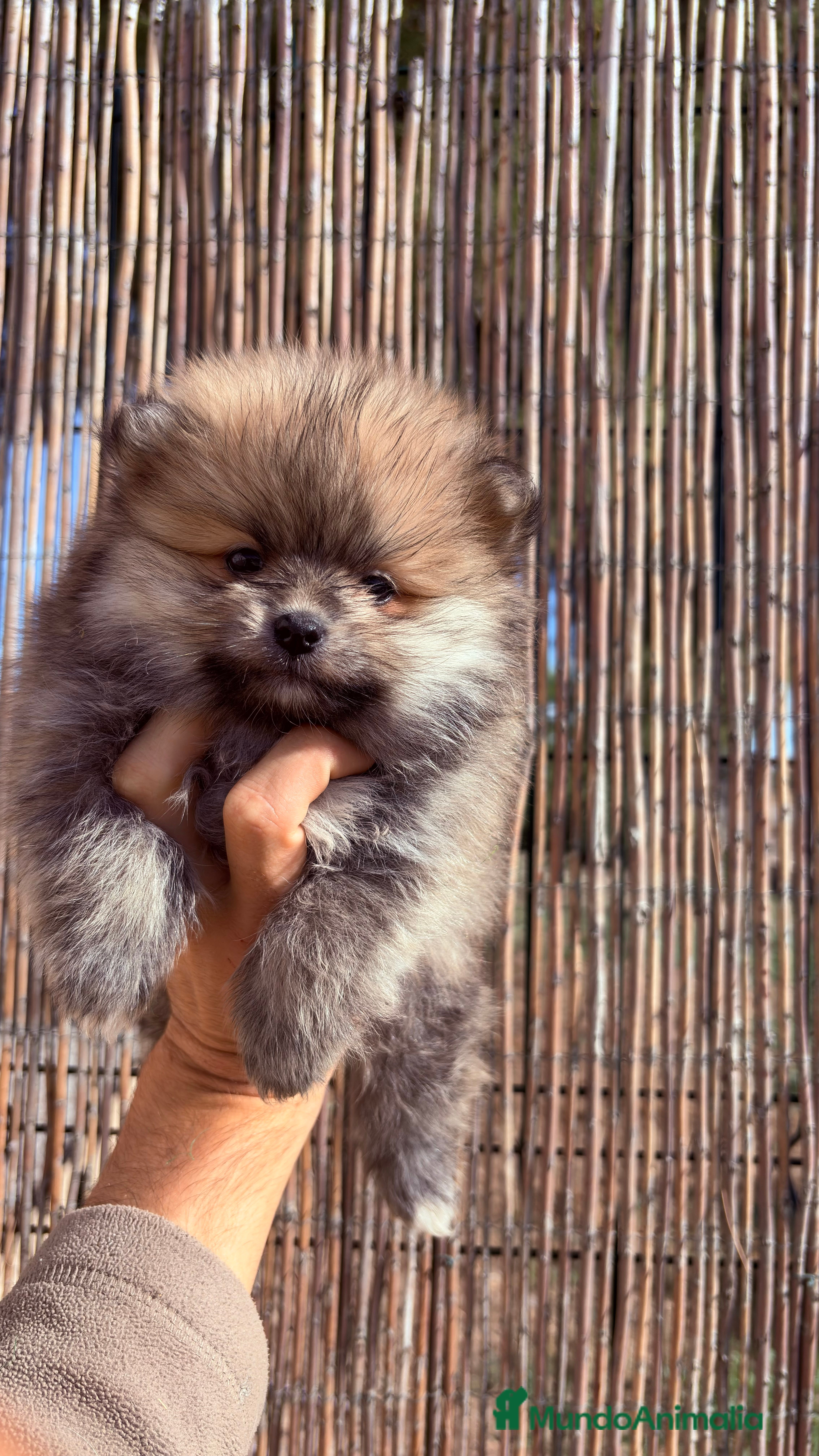 Pomerania perros Pomerania - Anuncio 23