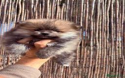 Pomerania perros en venta: Pomerania - Imagen 1